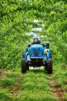 春天绿色果园拖拉机农作图片